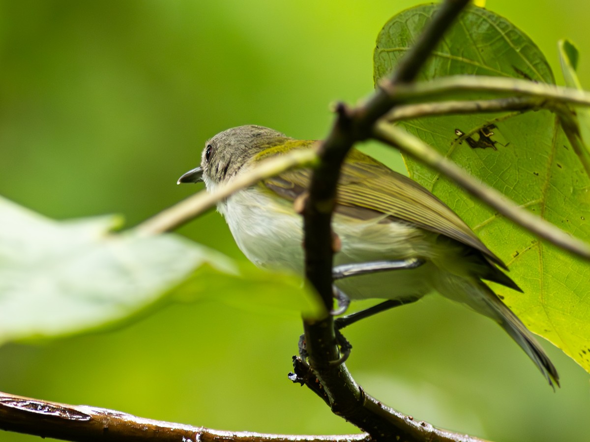 Green-backed Gerygone - ML610751735