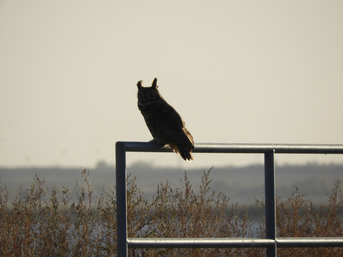 Great Horned Owl - ML610751753