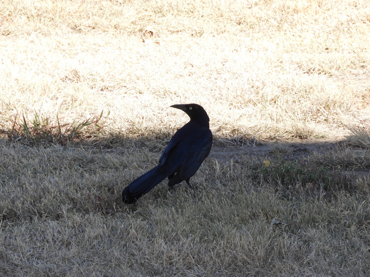 Great-tailed Grackle - Rene Wendell