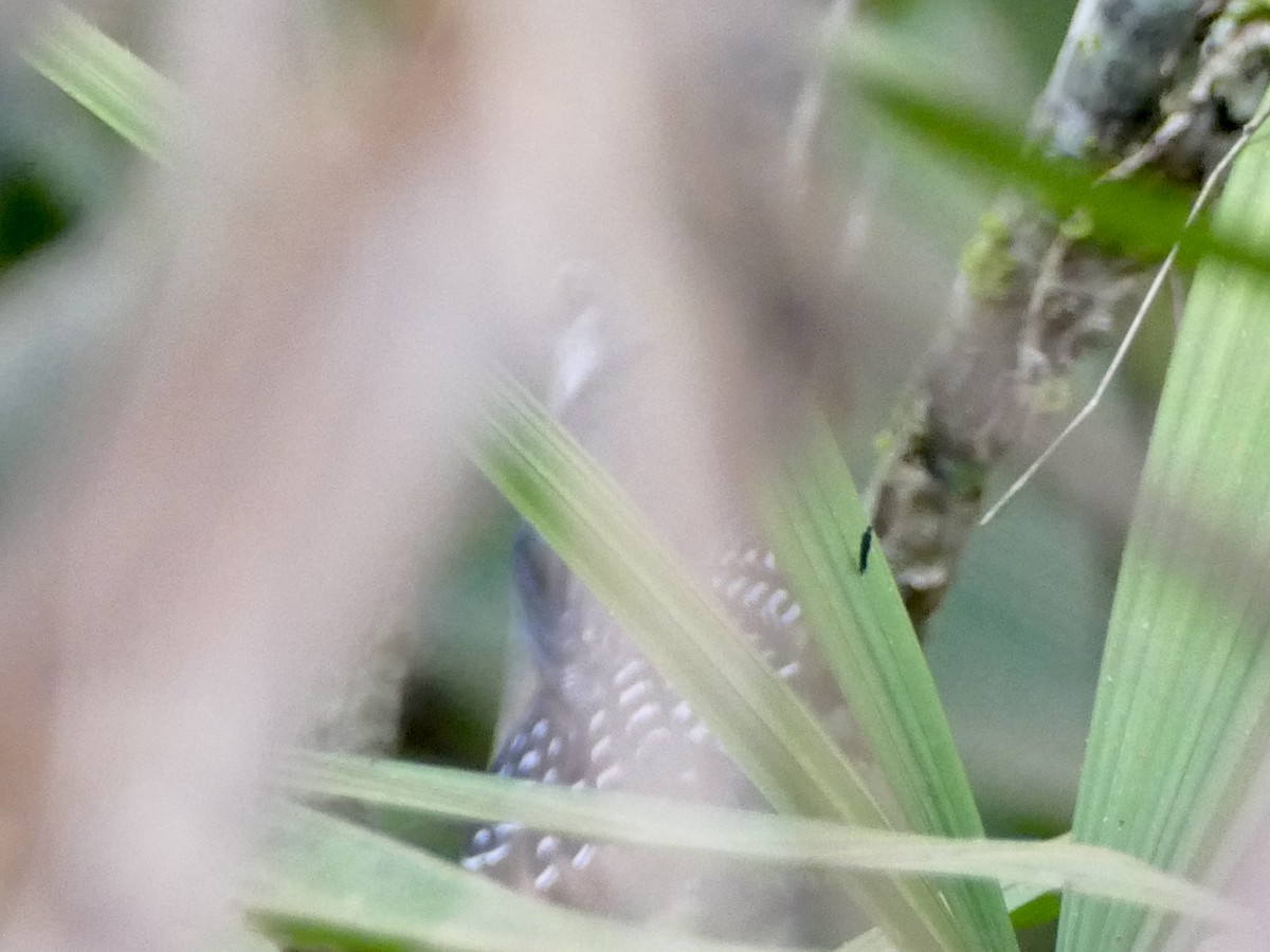 White-throated Antbird - ML610751829