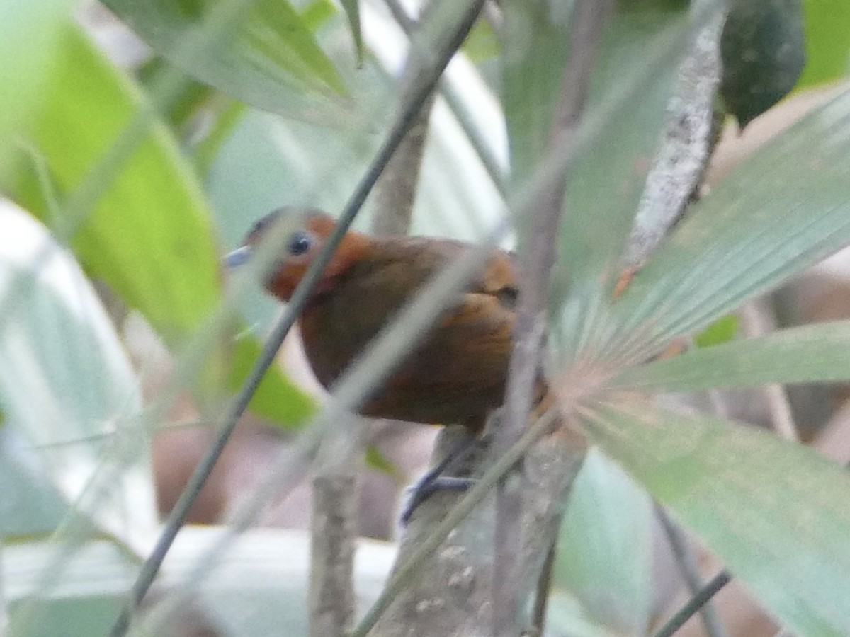 White-throated Antbird - ML610751830