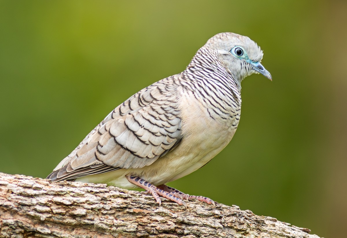 Peaceful Dove - ML610751887