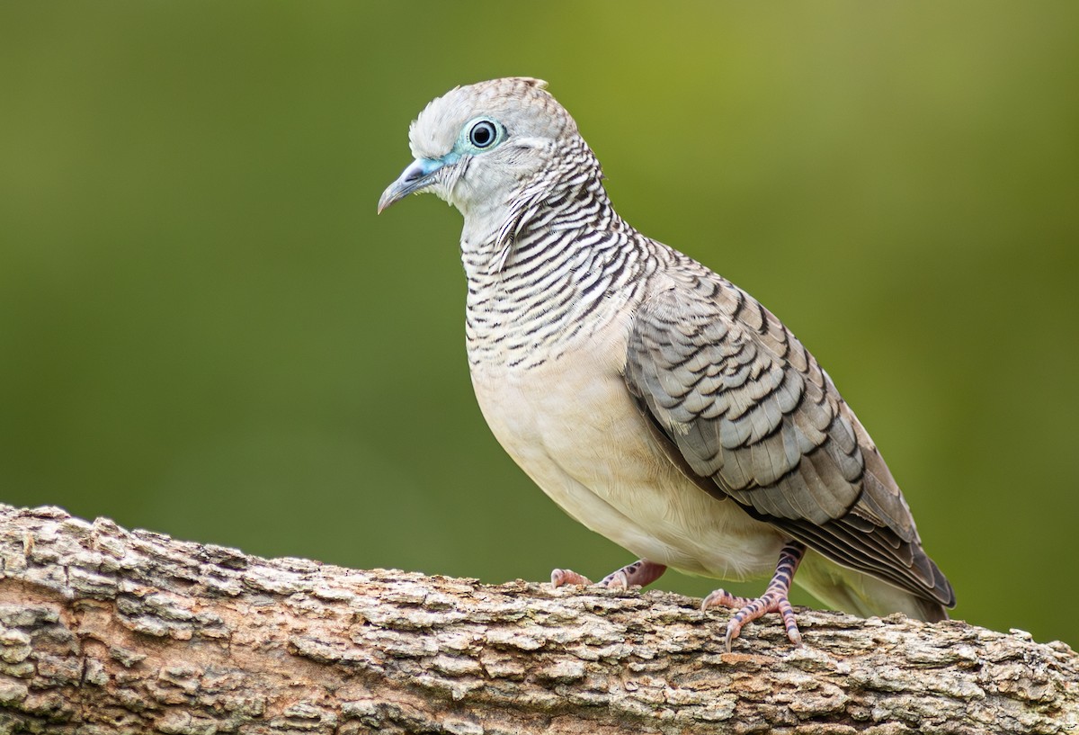 Peaceful Dove - ML610751888