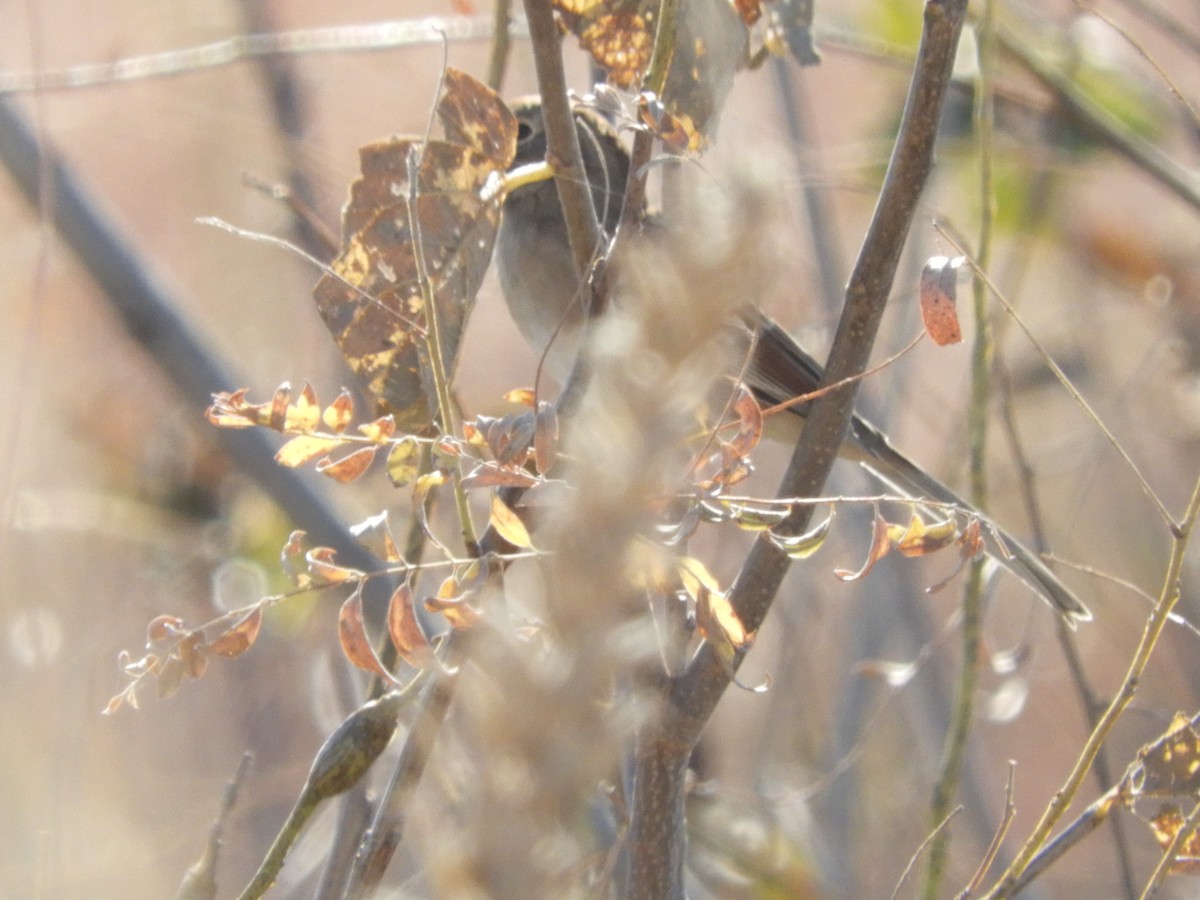 Field Sparrow - ML610751919