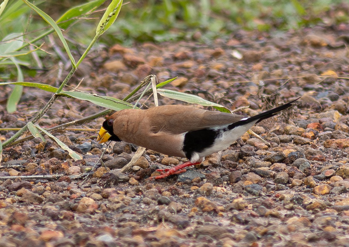 Masked Finch (Masked) - Pedro Nicolau