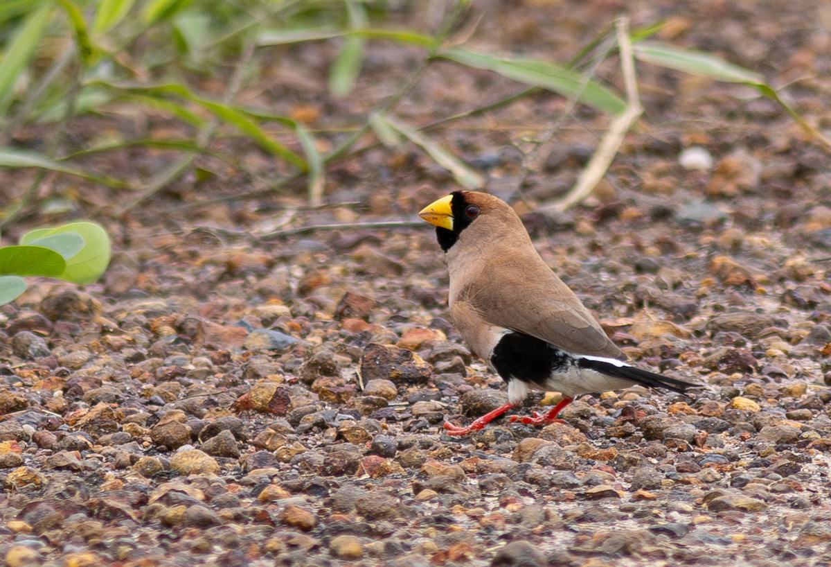 Masked Finch (Masked) - ML610751947