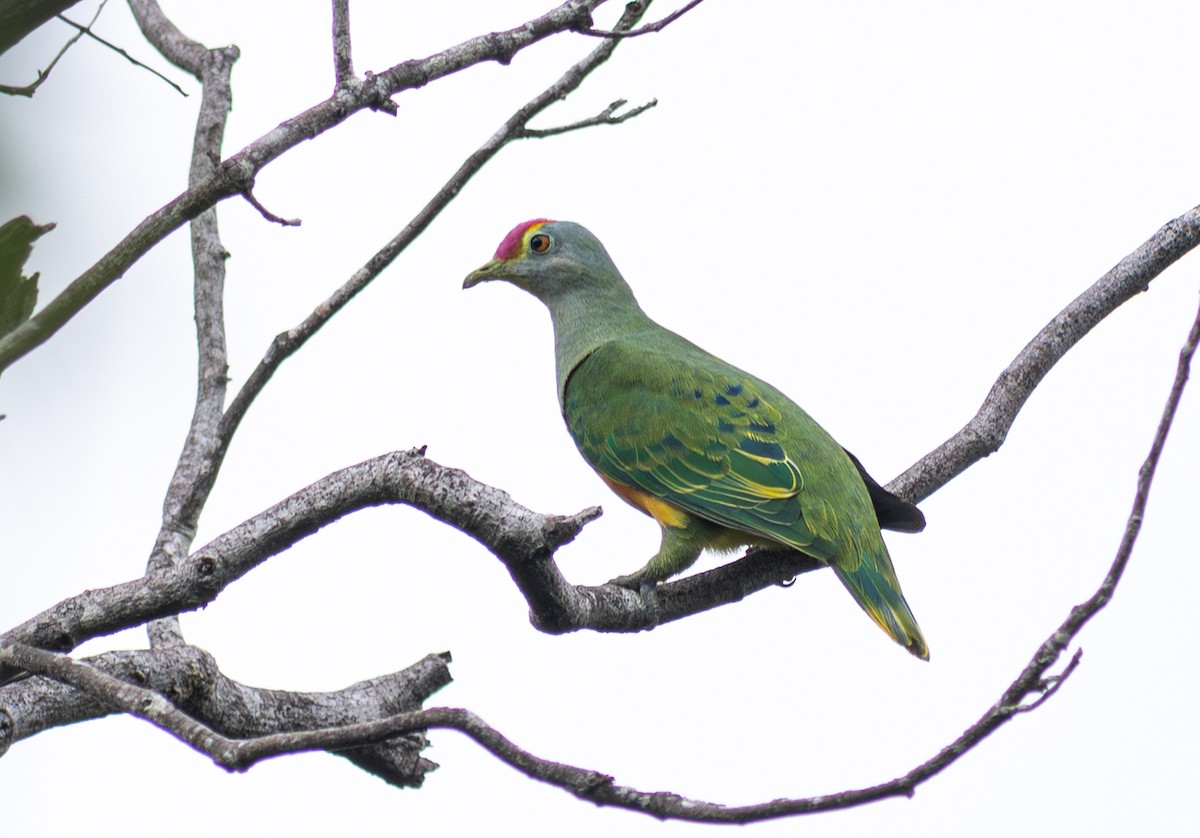 Rose-crowned Fruit-Dove - ML610752030