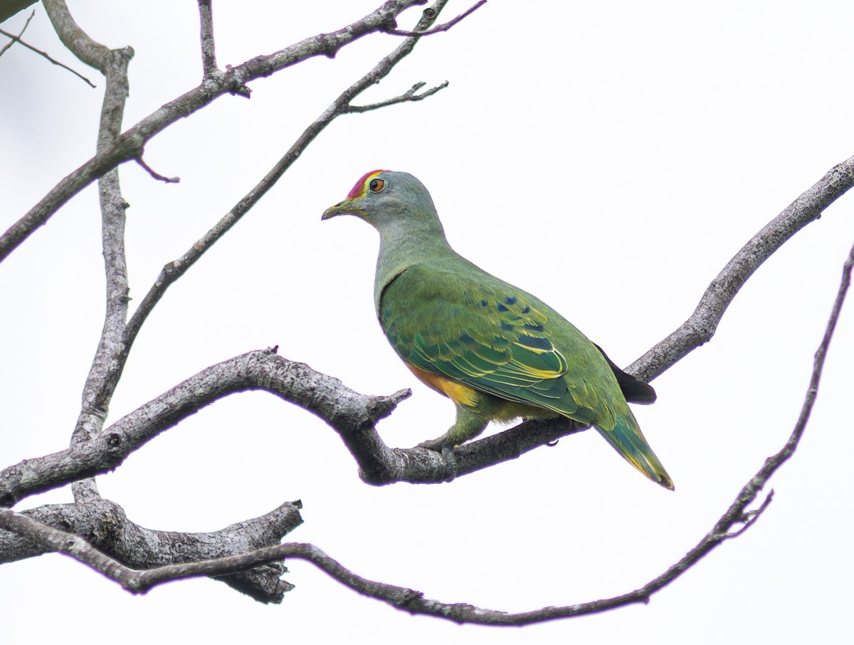 Rose-crowned Fruit-Dove - ML610752032