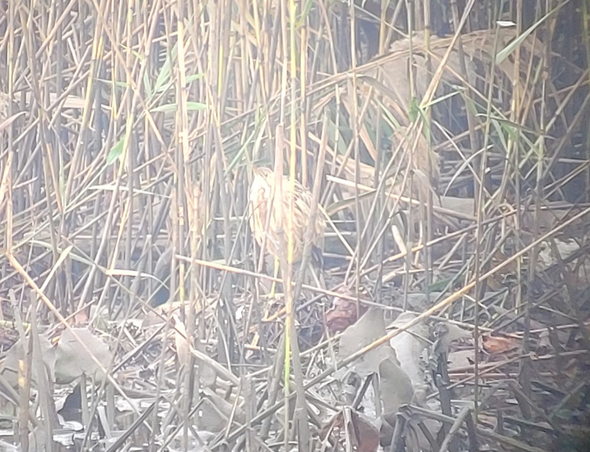 American Bittern - ML610752044