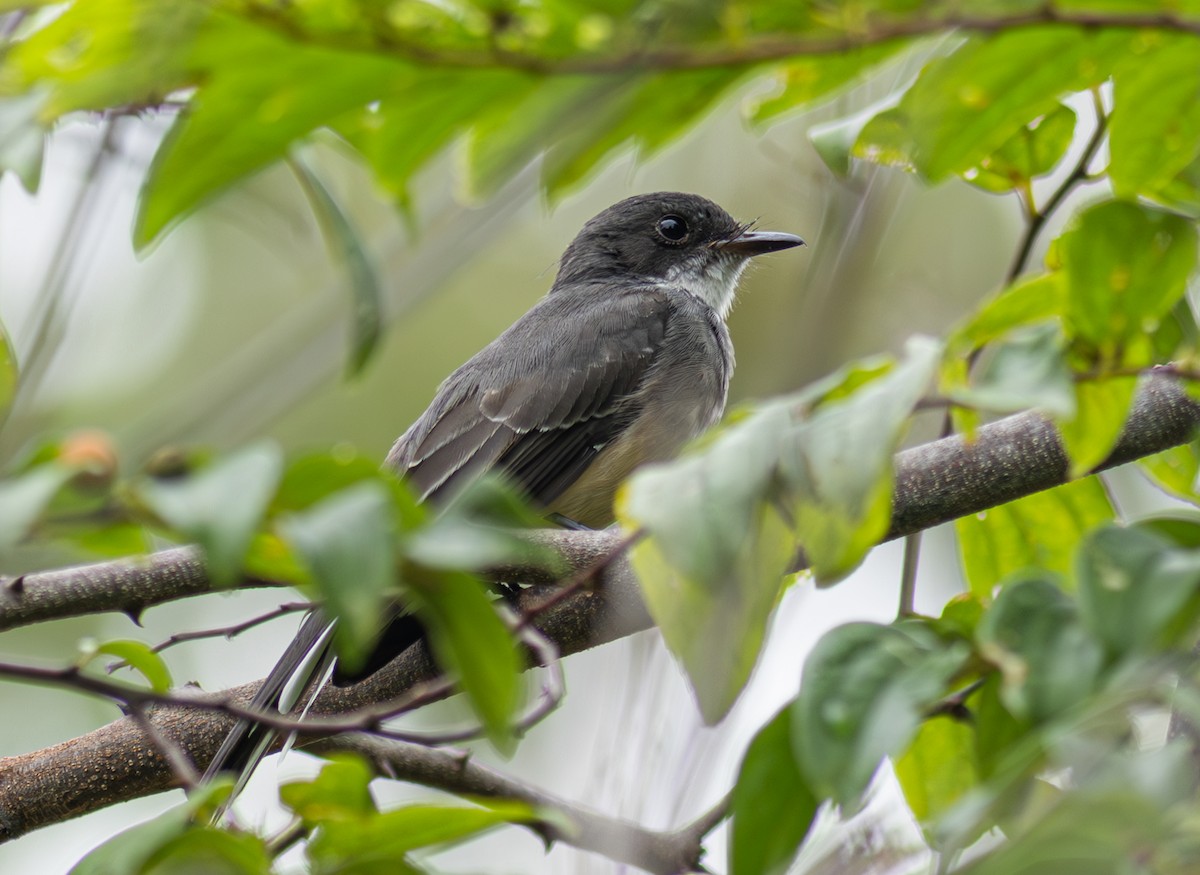 Northern Fantail (Northern) - ML610752045