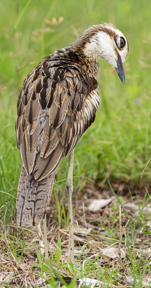 Bush Thick-knee - ML610752106