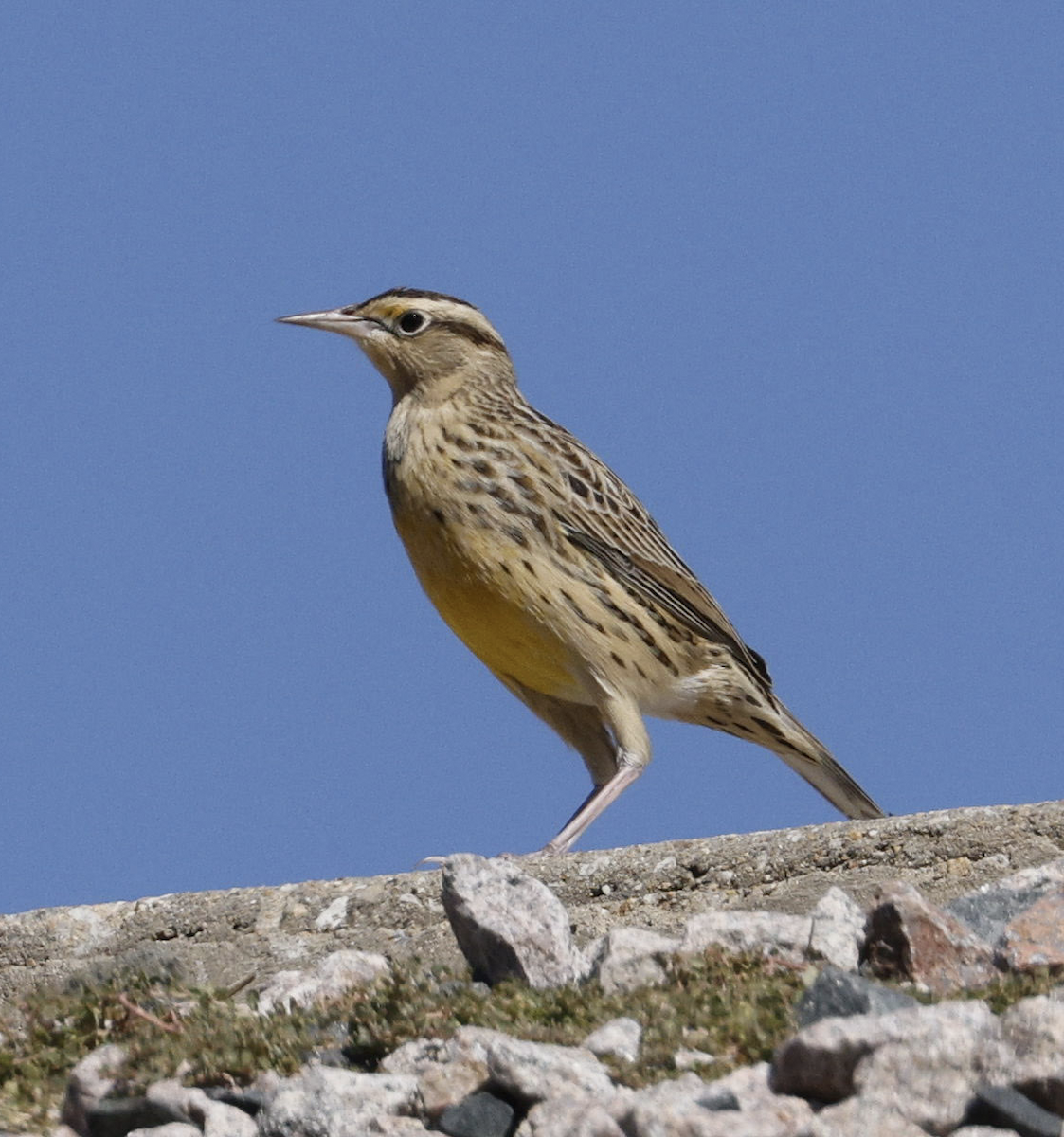 Western Meadowlark - ML610752119