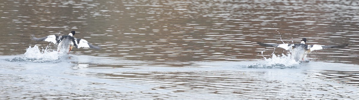 Common Merganser (North American) - ML610752125