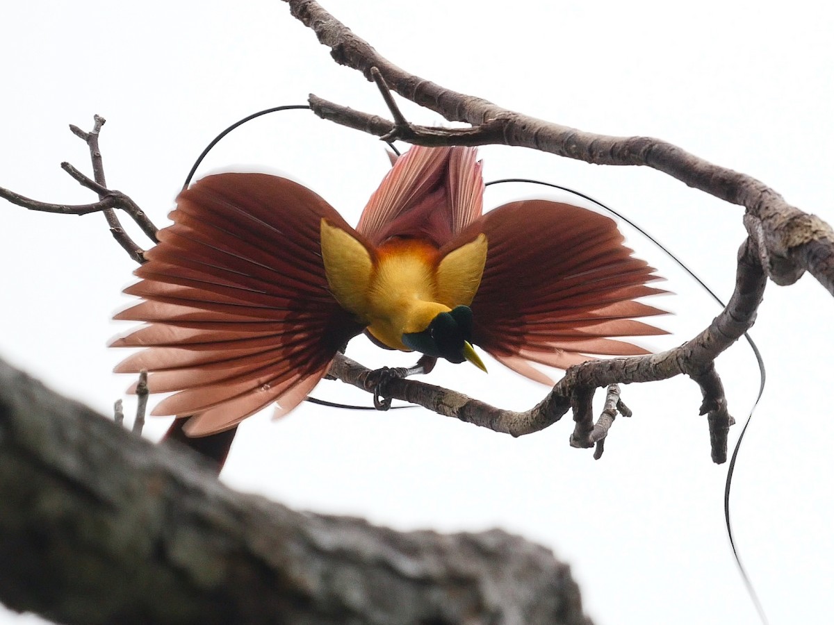 Red Bird-of-Paradise - ML610752167