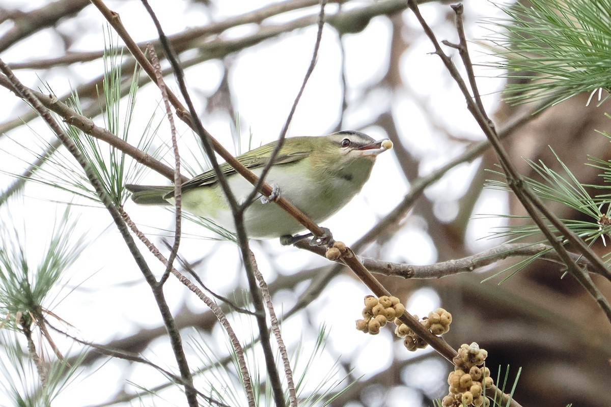 Red-eyed Vireo - ML610752176