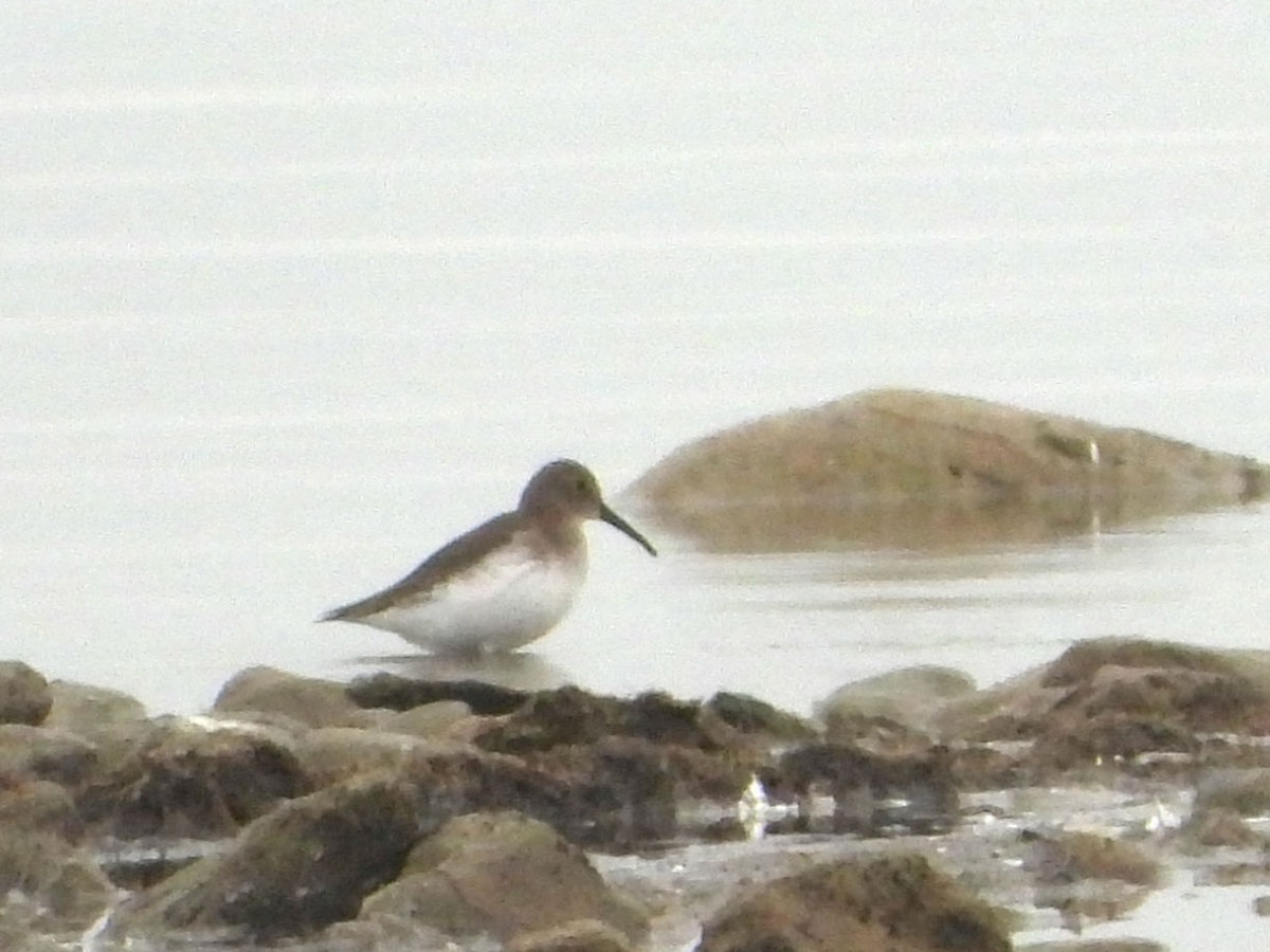 Dunlin - Scott Ray