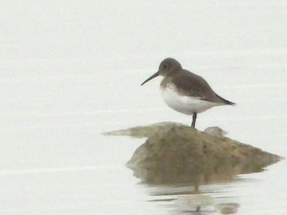 Dunlin - ML610752192