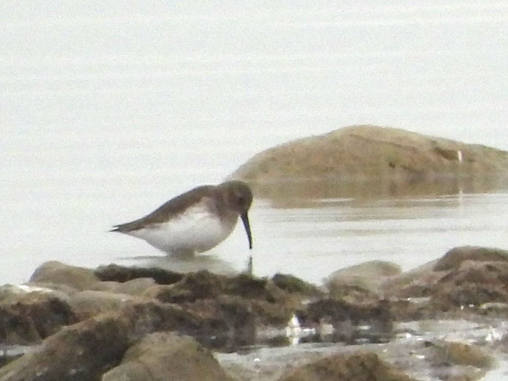 Dunlin - ML610752193