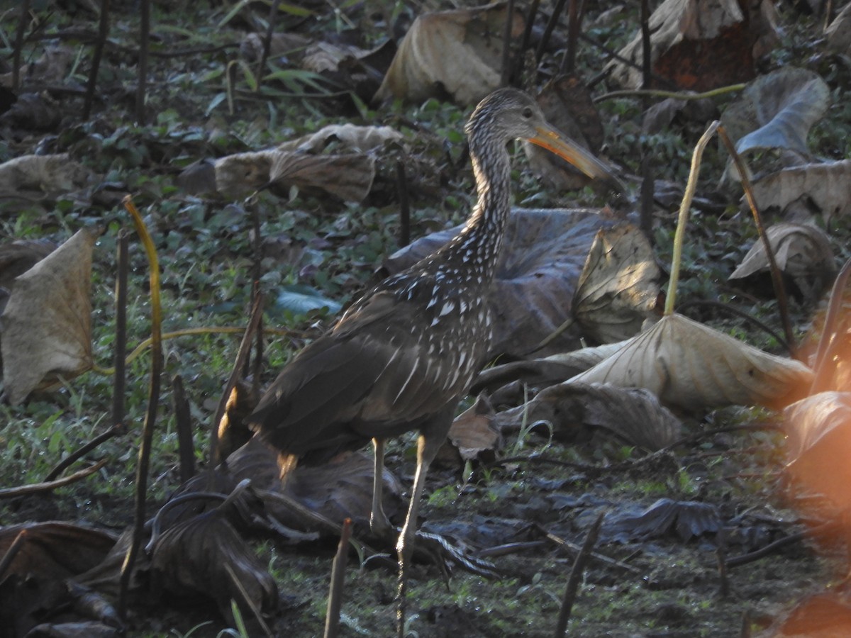 Limpkin - ML610752282