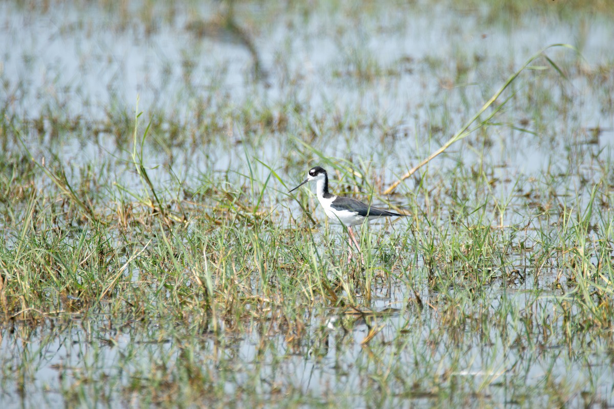 Schwarznacken-Stelzenläufer - ML610752299