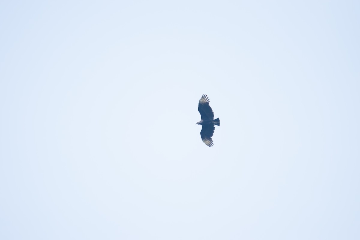 Black Vulture - ML610752318