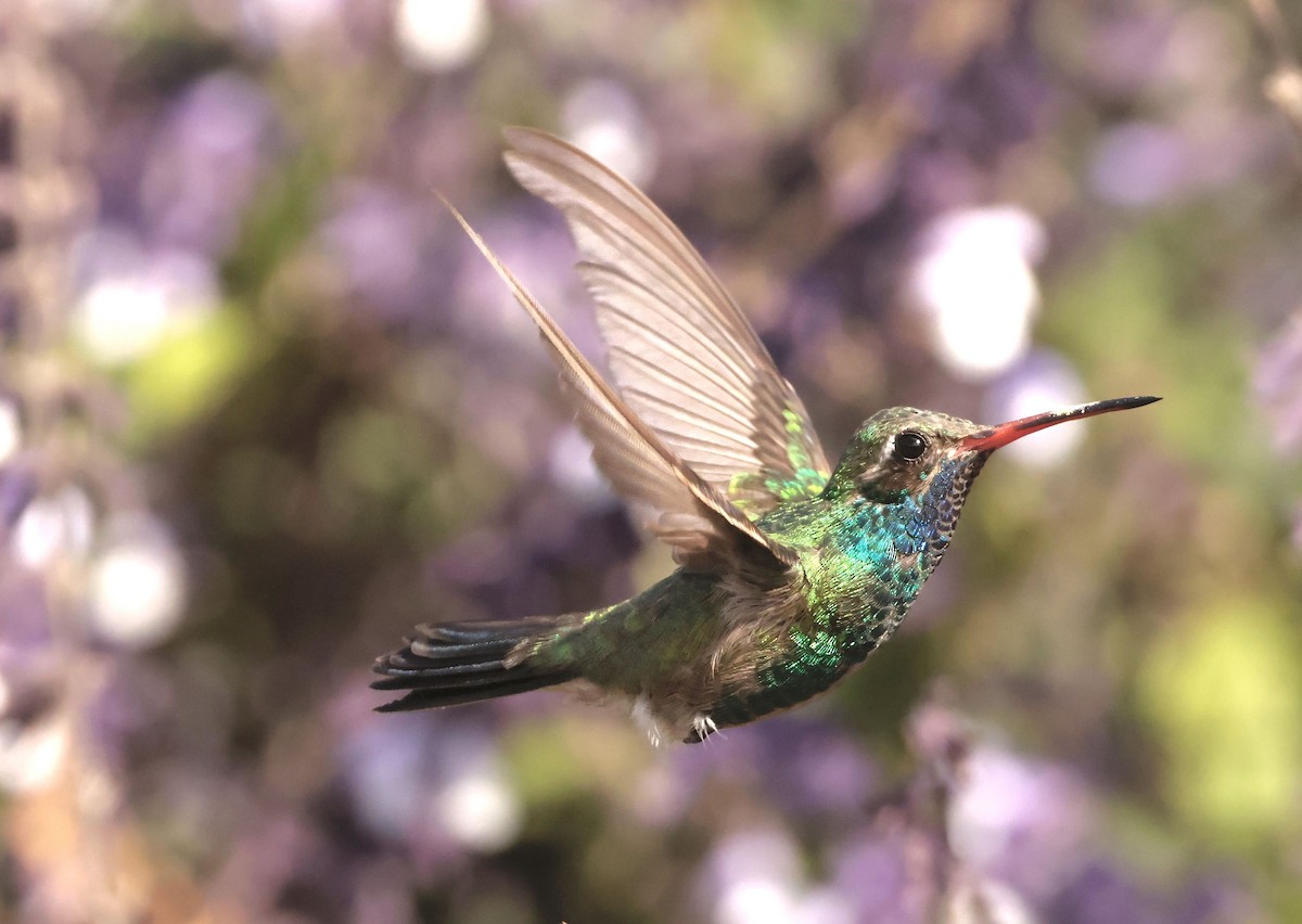 Colibrí Piquiancho Común - ML610752331