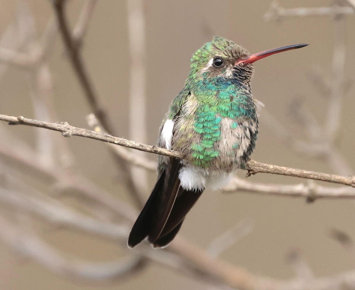 Colibrí Piquiancho Común - ML610752332