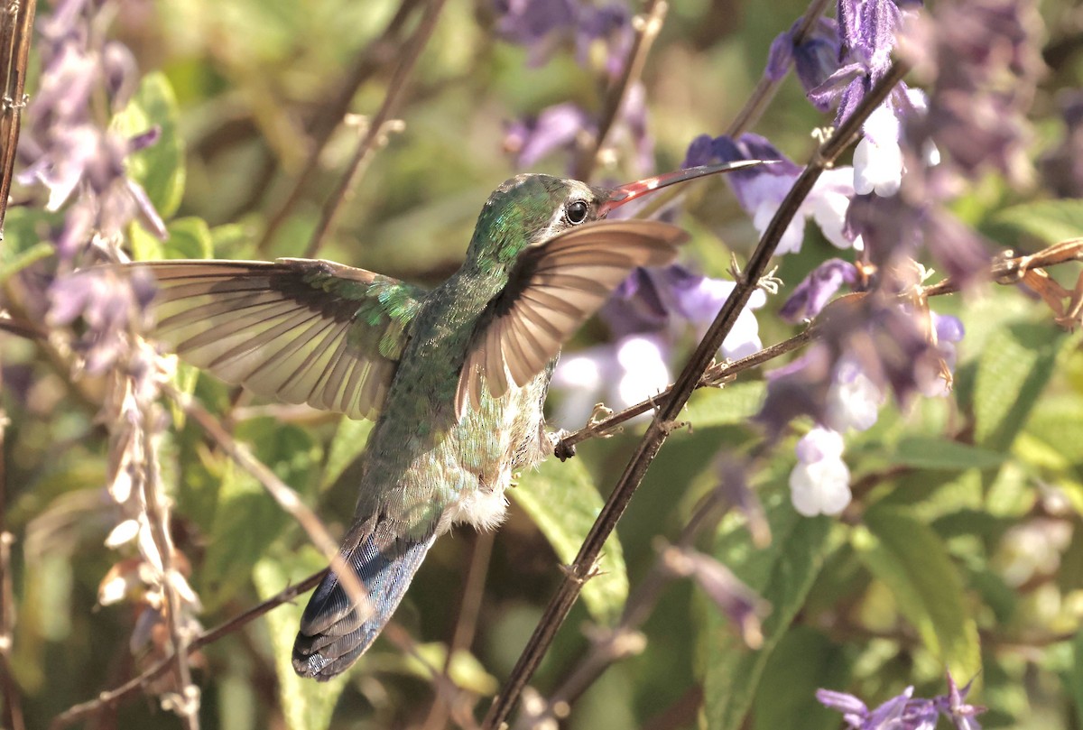 Colibrí Piquiancho Común - ML610752334