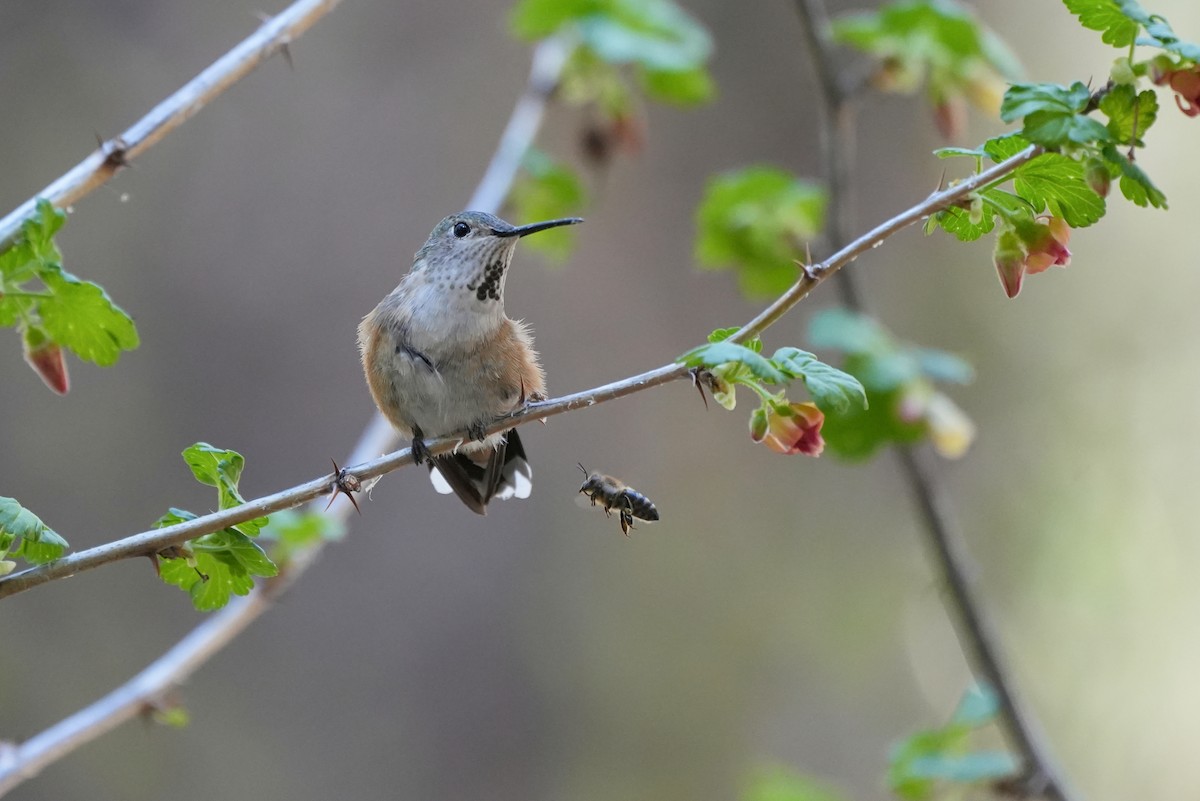 Broad-tailed Hummingbird - ML610752344