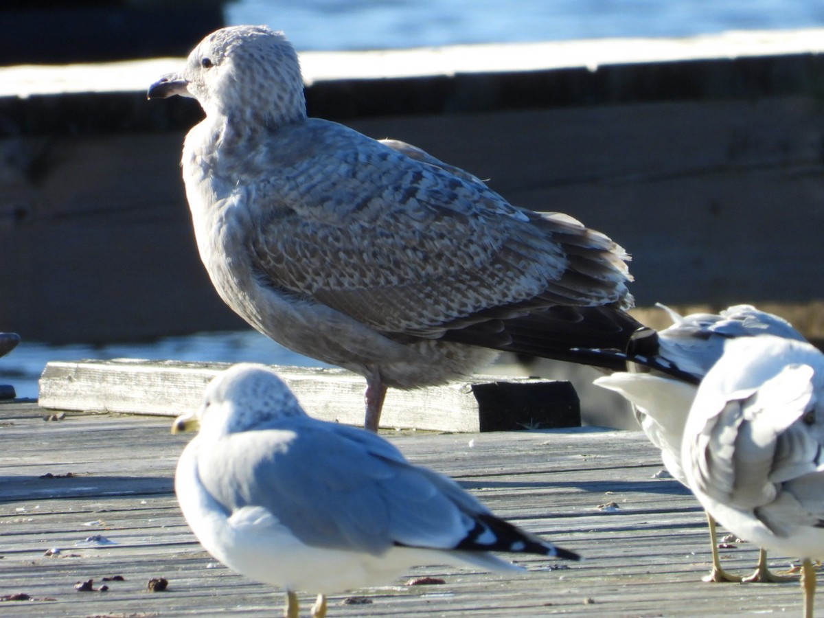 Great Black-backed Gull - ML610752360