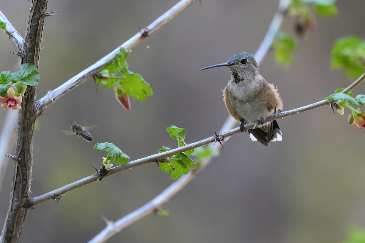 Broad-tailed Hummingbird - ML610752425