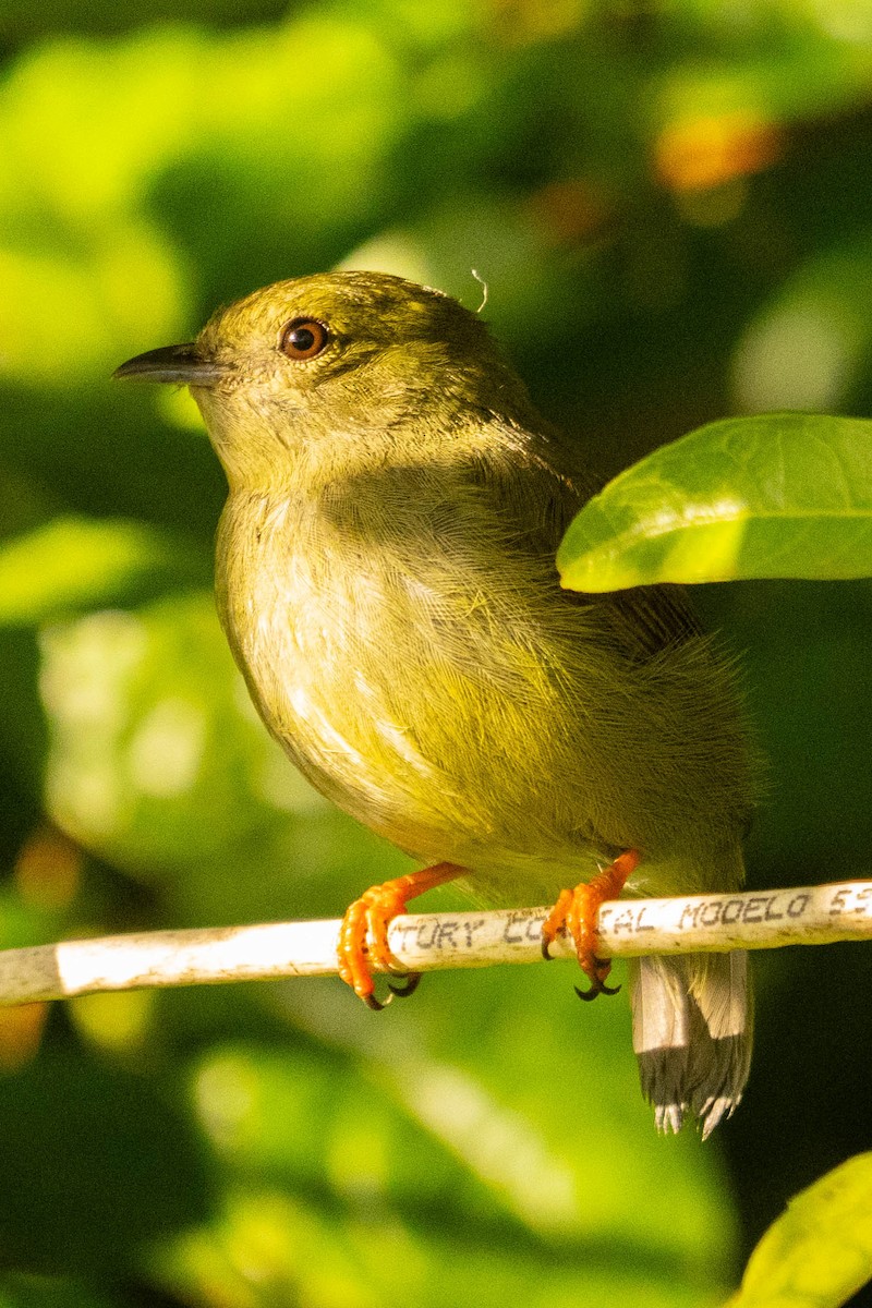 White-bearded Manakin - ML610752439