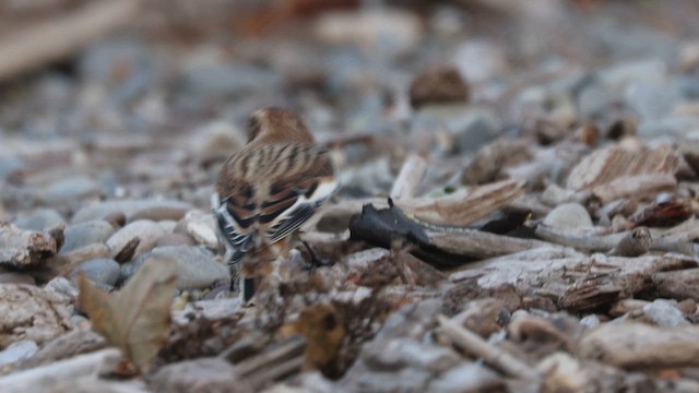 Snow Bunting - ML610752486