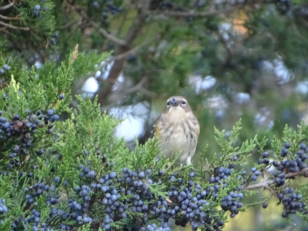 Yellow-rumped Warbler - ML610752504