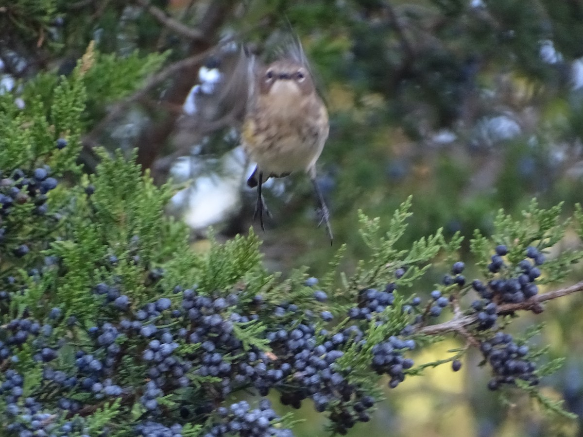 Yellow-rumped Warbler - ML610752505