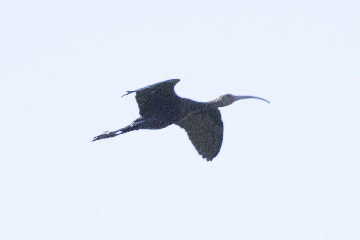 Ibis à face blanche - ML610752522