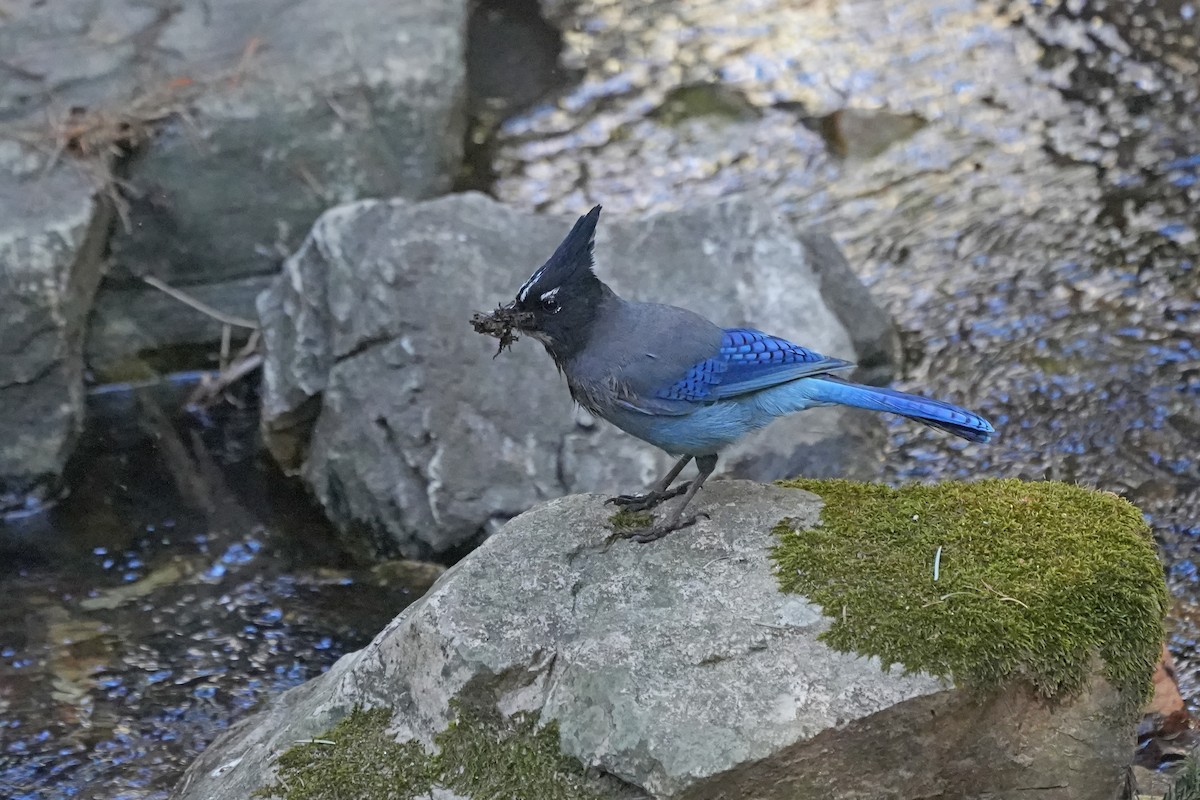 Steller's Jay - ML610752545