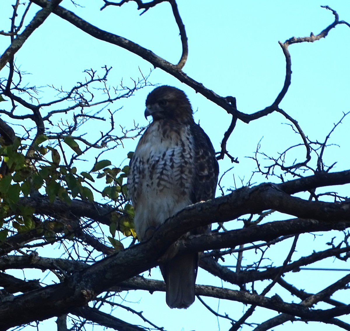 Red-tailed Hawk - ML610752558