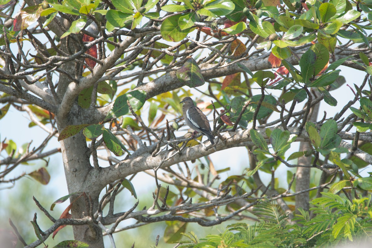 White-winged Dove - ML610752561