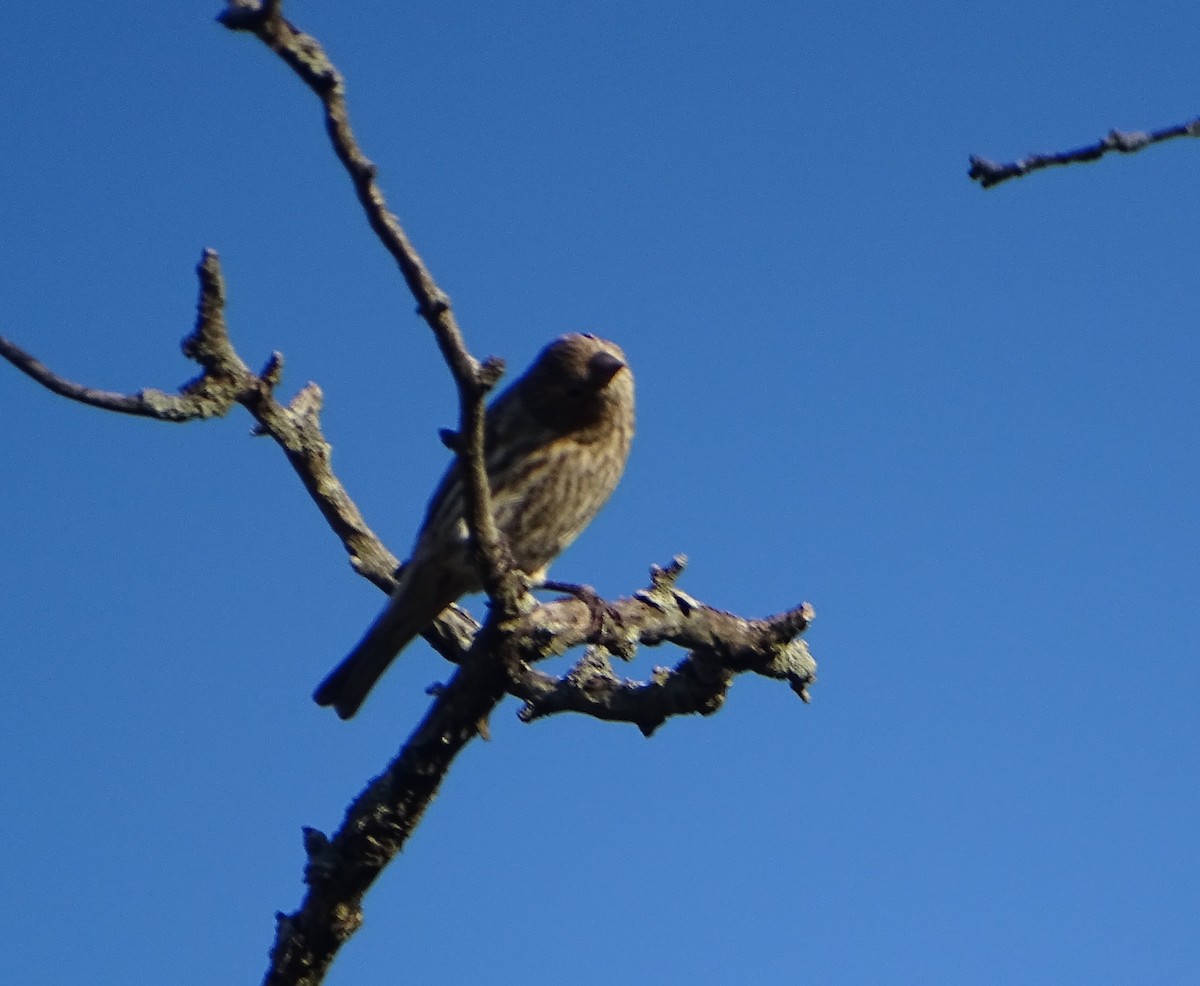 House Finch - ML610752636