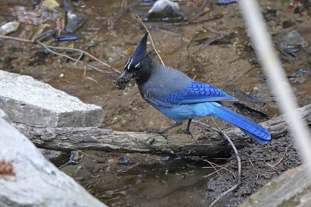 Steller's Jay - ML610752640