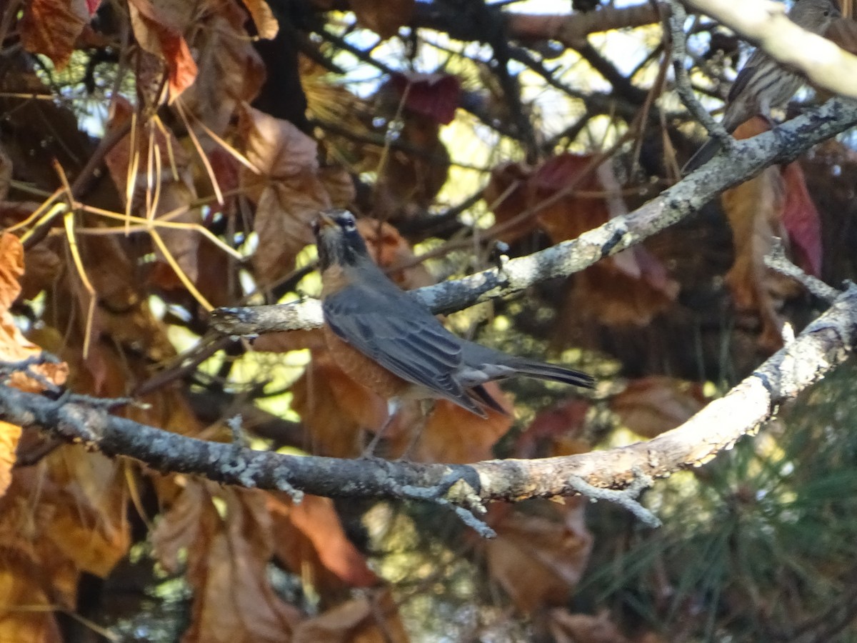 American Robin - ML610752657