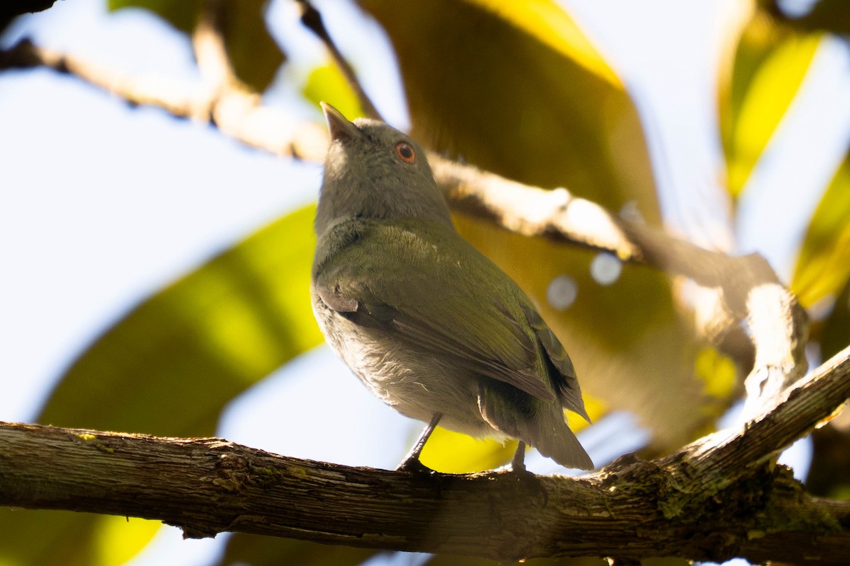 White-crowned Manakin - ML610752732