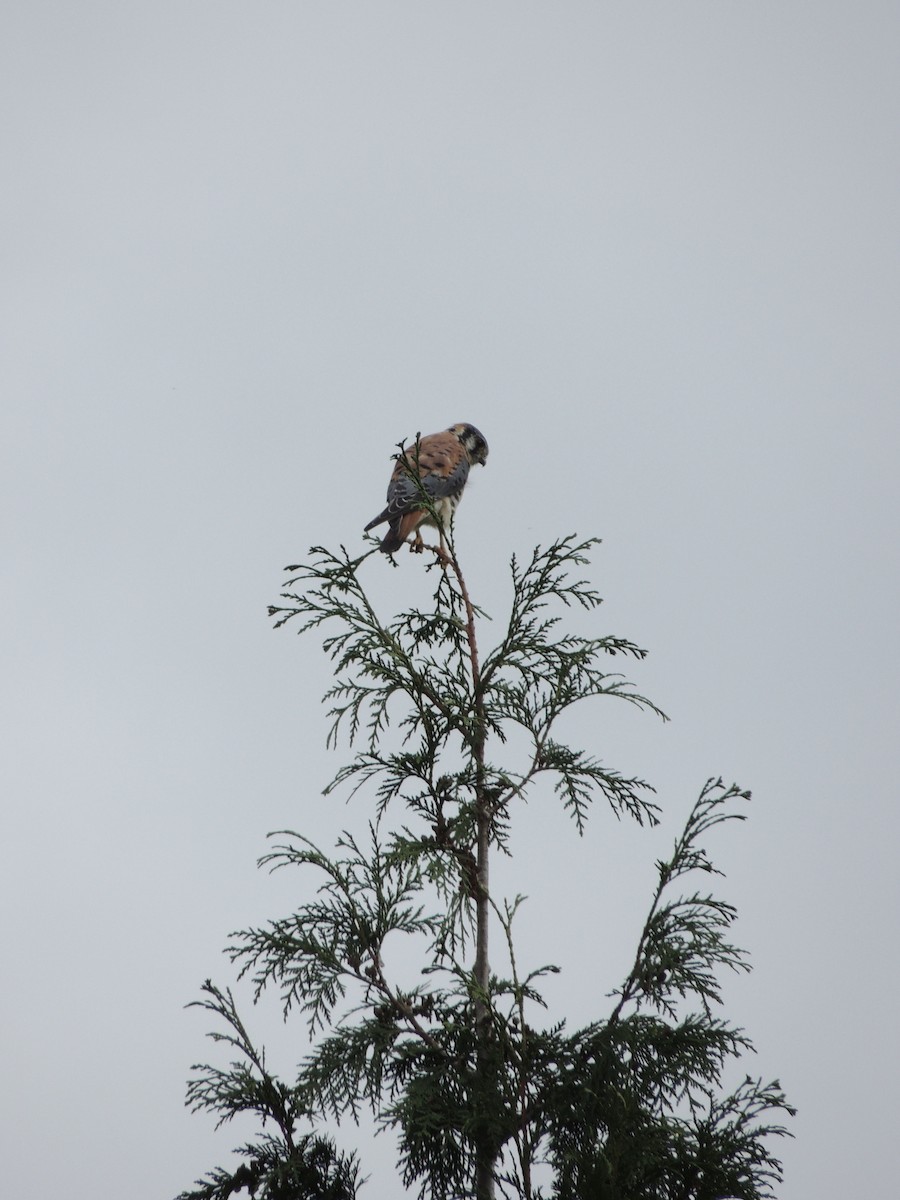 American Kestrel - Zev Doll-Schmitz