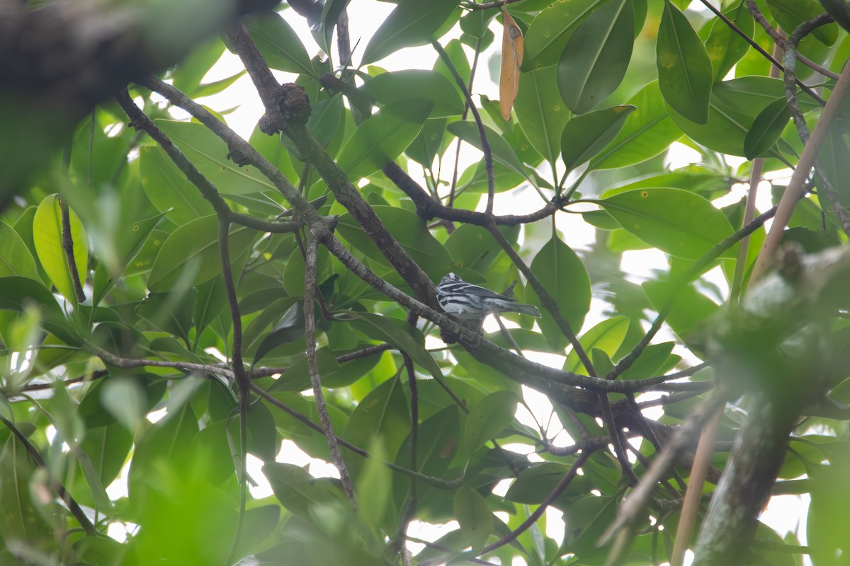 Black-and-white Warbler - Johan Boeijkens