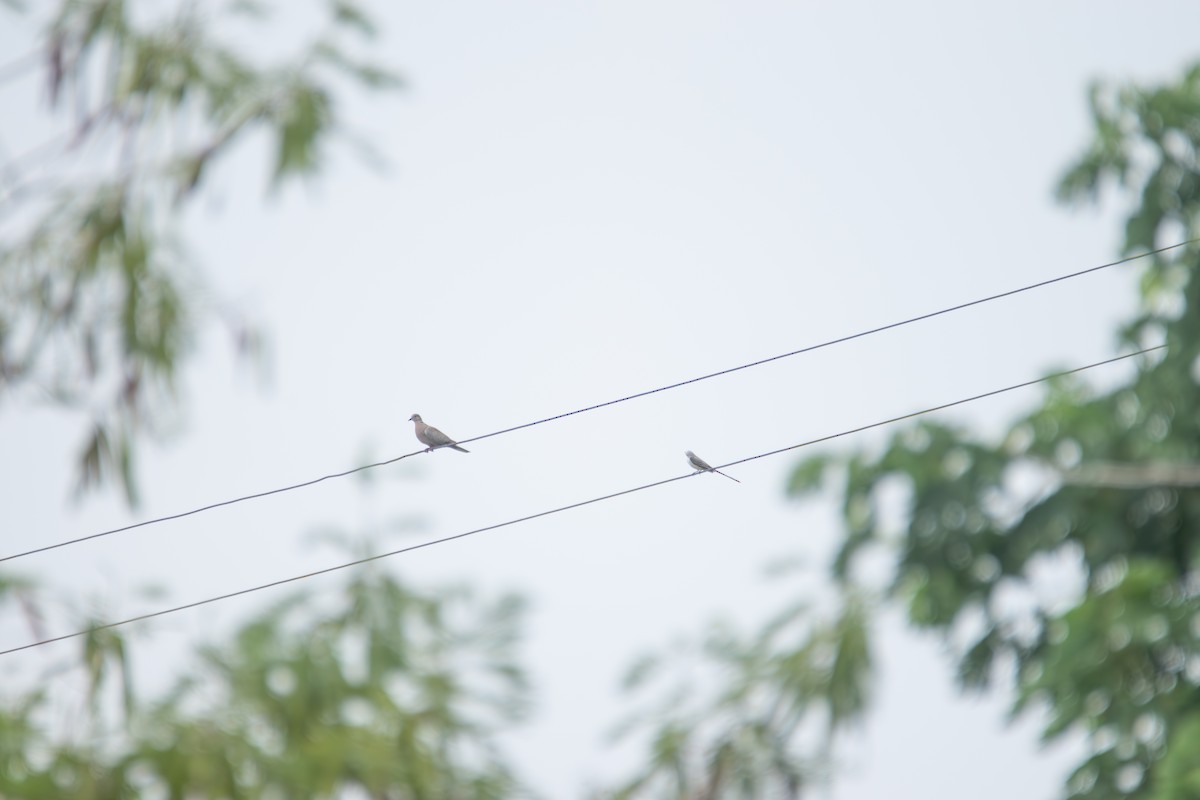 Scissor-tailed Flycatcher - Johan Boeijkens