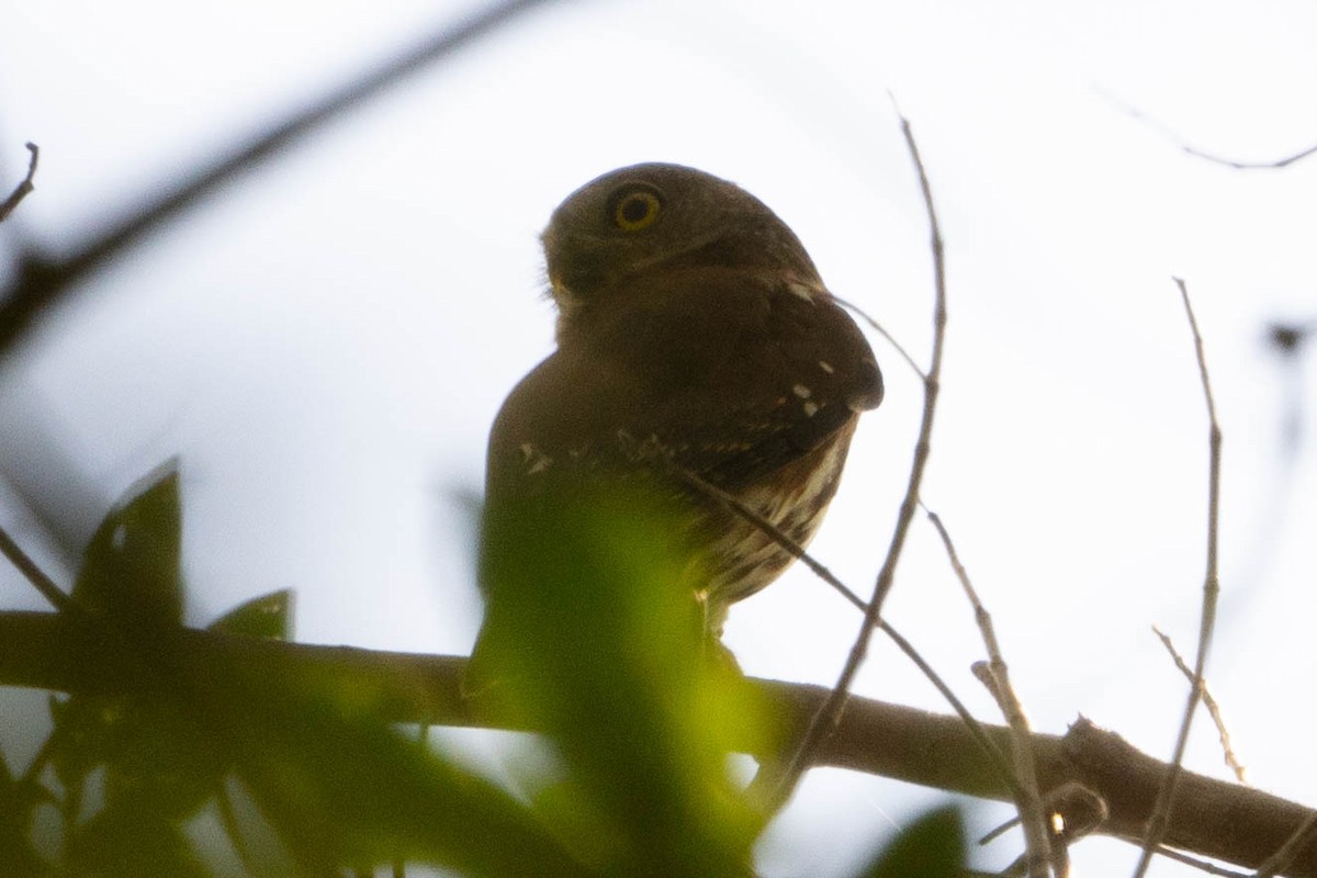 Least Pygmy-Owl - ML610752825