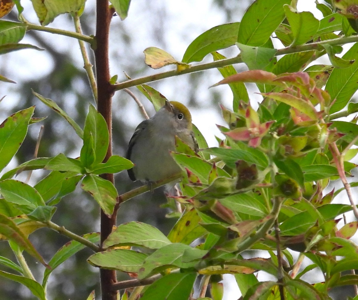 Chestnut-sided Warbler - Mike Manetz