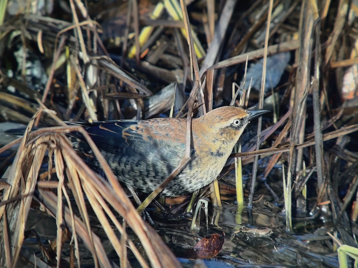 Rusty Blackbird - Detlef Buettner