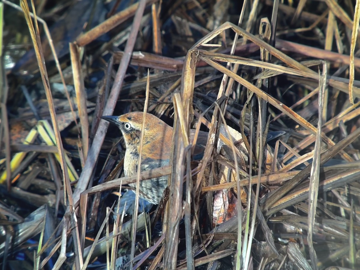 Rusty Blackbird - ML610752842